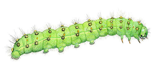 Emperor Moth Caterpillar (Saturnia pavoniaI) IN002