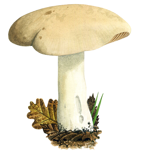 Entoloma sinuatum (Livid Pinkgill) FU0209