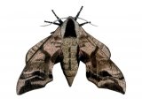 Eyed Hawkmoth (Smerinthus ocellata) IN001