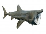 F006 - Basking Shark (Cetorhinus maximus)
