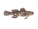 F110 - Zebra Goby (Zebrus zebrus)