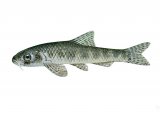 F256 - Gudgeon (Gobio gobio)