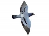 Rock Dove (Columba livia) BD0305