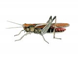 Lesser Marsh Grasshopper (Chorthippus albomarginatus) IN001