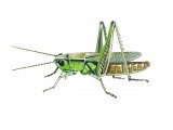 Field Grasshopper (Chorthippus brunneus) IN001