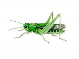 Stripe-wing Grasshopper (Stenobothrus lineatus) IN002
