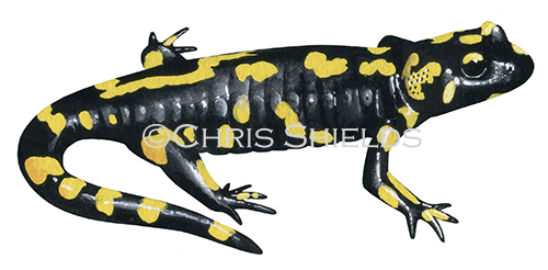 Fire Salamander (Salamandra salamandra) RA181