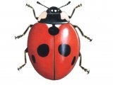 Five-spot Ladybird (Coccinella 5-punctata) IN001