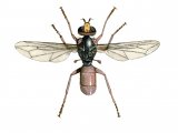Fly (Sicus ferrugineus) IN001