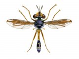 Fly (male) (Physocephala rufipes) IN001