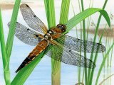 Dragonfly (Four-Spotted Chaser) Libellula quadrimaculata IN003
