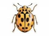 Fourteen-Spot Ladybird (Black on Yellow) Propylea 14-puncata IN001