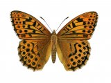Fritillary (Silver-washed) Argynnis paphia IN001