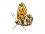 Fritillary (Small Pearl- boardered) Boloria selene IN004