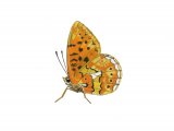 Fritillary (pearl-bordered) Boloria euphrosyne IN002.