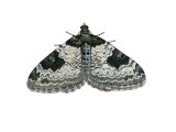Garden Carpet Moth (Xanthorhoe fluctuata) IN001