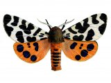 Garden Tiger Moth (Arctia caja) IN002
