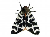 Garden Tiger Moth (Arctia caja) IN004