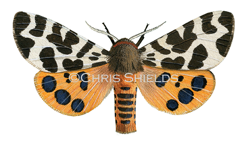 Garden Tiger Moth (Arctia caja) IN002