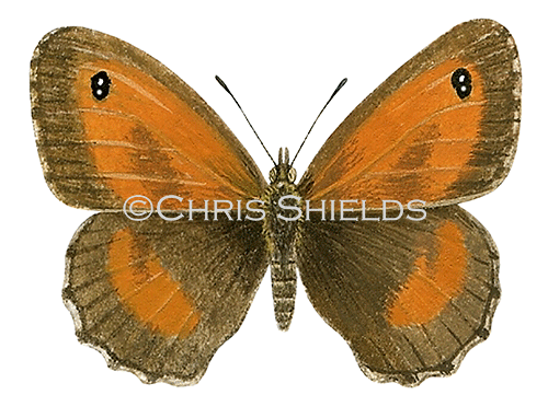 Gatekeeper (male) Pyronia tithonus IN001