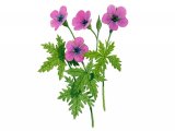 Geranium (Wood) Geranium sylvaticum BT0219