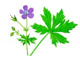 Geranium (Wood) Geranium sylvaticum BT0218