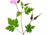Geranium robertianum (Herb Robert) BT0225
