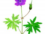 Geranium sanuineum (Bloody Cranes-bill) BT0227