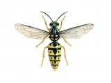 IH068 - German Wasp female (Vespula germanica)
