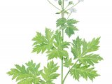 Giant Hogweed (Heracleum mantegazzianum) BT0234.jpg