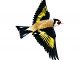 Goldfinch (Carduelis carduelis) BD0319