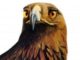 Golden Eagle (Aquila chrysaetos) BD0521