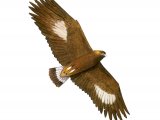 Golden Eagle (Aquila chrysaetos) BD0522