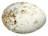 Golden Eagle egg (Aquila chrysaetos) BD0190