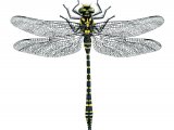 Golden-ringed Dragonfly (Cordulegaster boltonii) IN001