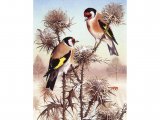 Goldfinch (Carduelis carduelis) BD0318