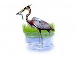 Goliath Heron (Ardea goliath) BD025 