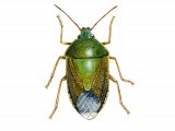 Gorse Shieldbug (Piozoderus lituratus) IN001