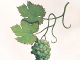 MU045 - Painting of Grapes in the Chatsworth carriage