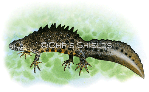 Great Crested Newt male (Triturus cristatus) RA114