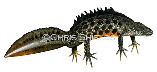 Great Crested Newt male (Triturus cristatus) RA118