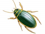 Great Diving Beetle (Dytiscus marginalis) IN001