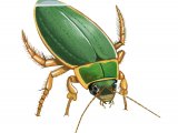 Great Diving Beetle (Dytiscus marginalis) IN003