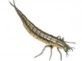 Great Diving Beetle Larvae (Dytiscus marginalis) IN003