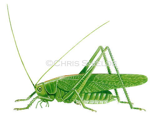Great Green Bush Cricket (Tettigonia viridissima) IN003