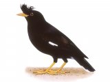 Great Myna (Acridotheres fuscus) BD026