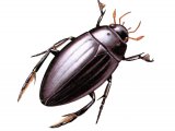 Great Silver Beetle (Hydrous piceus) IN001