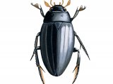 Great Silver Beetle (Hydrous piceus) IN002