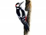 Great Spotted Woodpecker (Dendrocopos major) BD0494