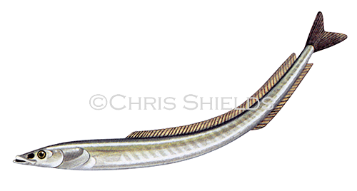 Greater Sand Eel (Hyperoplus lanceolatus F161